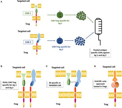 The Future of Regulatory T Cell Therapy: Promises and Challenges of Implementing CAR Technology